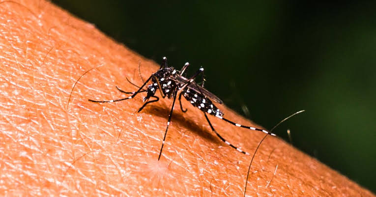 ২৪ ঘণ্টায় ডেঙ্গুতে ১৪ জনের মৃত্যু