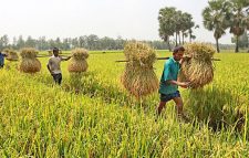 টেকসই কৃষির জন্য ৭ হাজার কোটি টাকার প্রকল্প