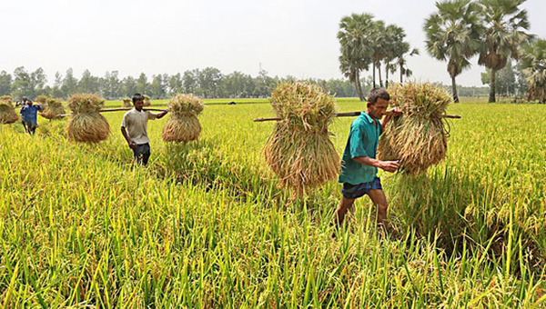 টেকসই কৃষির জন্য ৭ হাজার কোটি টাকার প্রকল্প