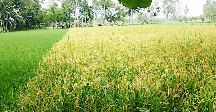 ধান চাষে বৈশ্বিক সূচকে তৃতীয় বাংলাদেশ: কৃষিমন্ত্রী
