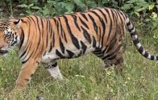 বাঘের থাবায় প্রাণ গেল গঙ্গারামের