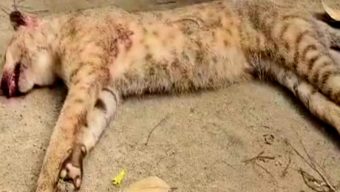 গোয়াইনঘাটে মেছো বাঘ হত্যা: ভিডিও ছড়ানো নিয়েও অভিযোগ