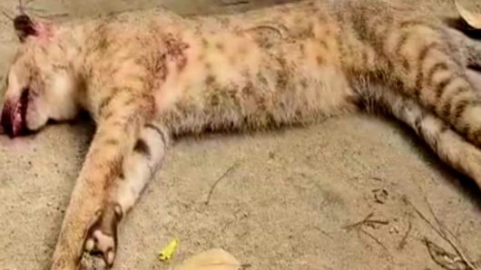 গোয়াইনঘাটে মেছো বাঘ হত্যা: ভিডিও ছড়ানো নিয়েও অভিযোগ