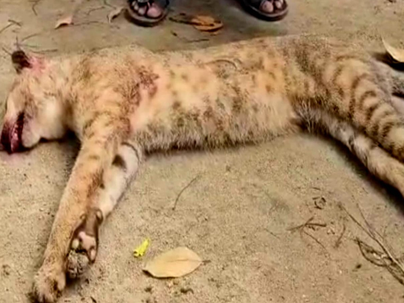 গোয়াইনঘাটে মেছো বাঘ হত্যা: ভিডিও ছড়ানো নিয়েও অভিযোগ
